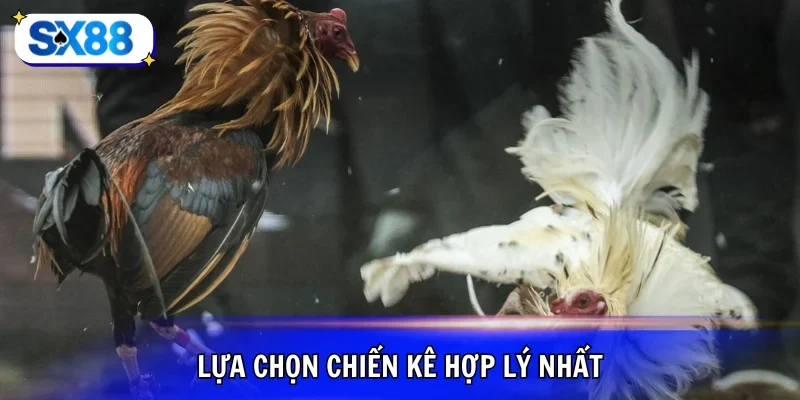 Chọn loại hình chọi kê thích hợp nhất