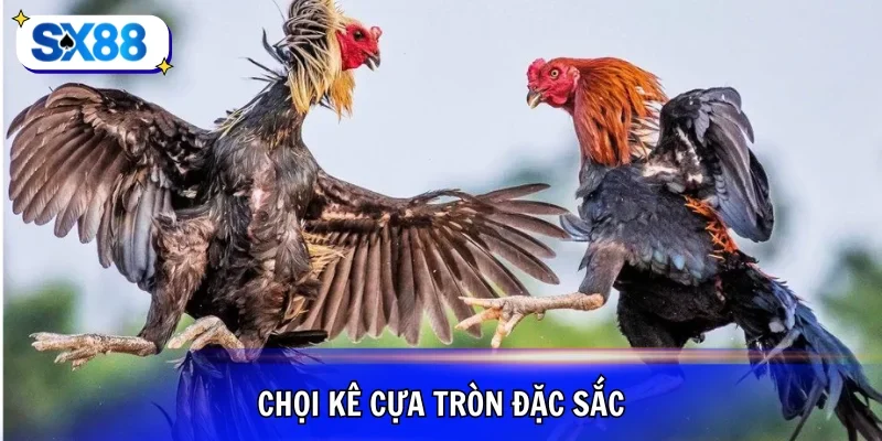 Đá gà cựa tròn được yêu thích bởi sư kê