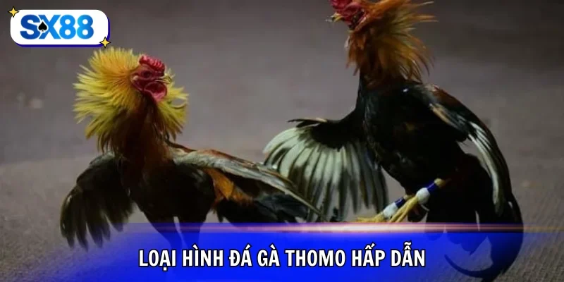 Đá gà Thomo cam go và hấp dẫn đặc biệt
