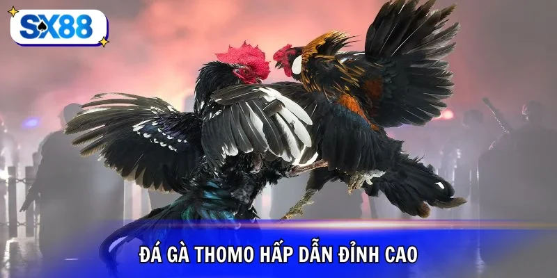 Đá gà Thomo kinh điển cho sư kê