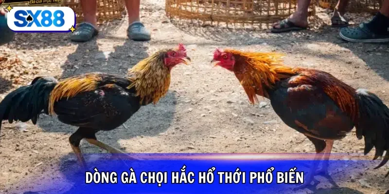 Dòng gà chọi hắc hổ thới vô cùng đặc biệt