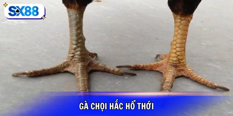 gà chọi hắc hổ thới