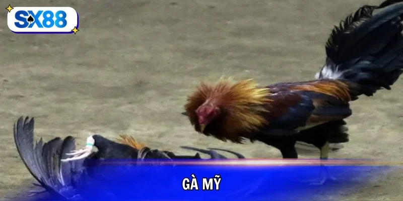 gà mỹ