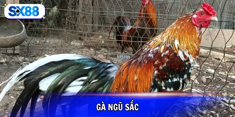 gà ngũ sắc