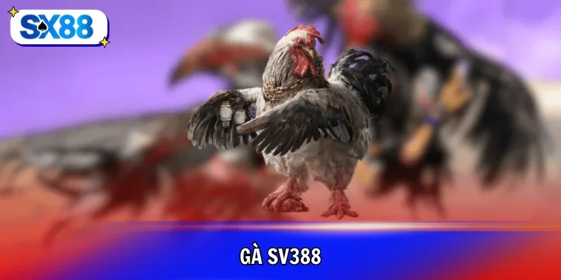 Gà SV388