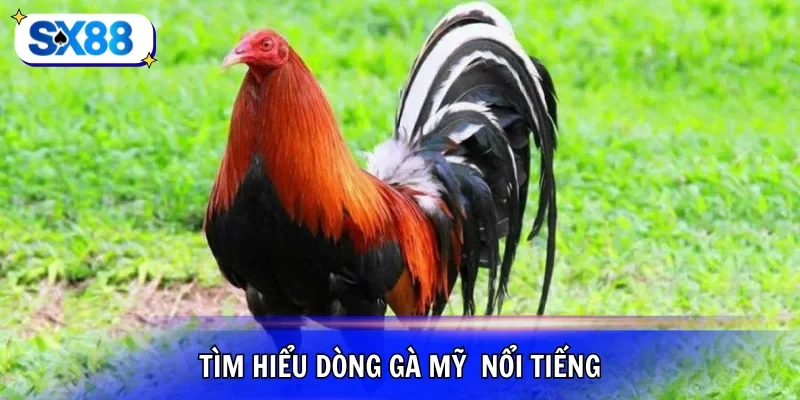 Hiểu về dòng gà Mỹ hiện nay