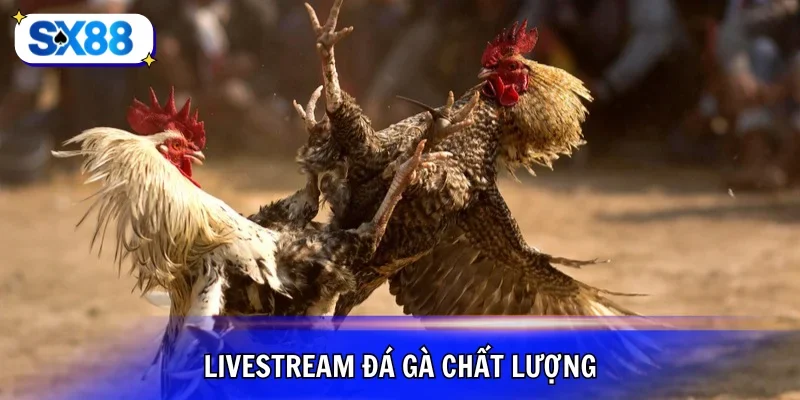 Livestream xem đá gà SX88 siêu sắc nét và hấp dẫn