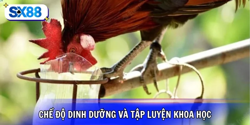 Tập luyện và chế độ dinh dưỡng cho kê chọi