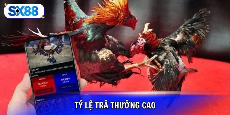 Tỷ lệ trả cược thắng cao trên sảnh chọi